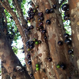 Black Jaboticaba Tree Plant Live, Live Starter Plant, 1 Ft Tall