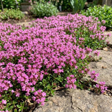 100 Pink Creeping Thyme Seeds, Creeping Thyme Plants, Ground Cover Plants