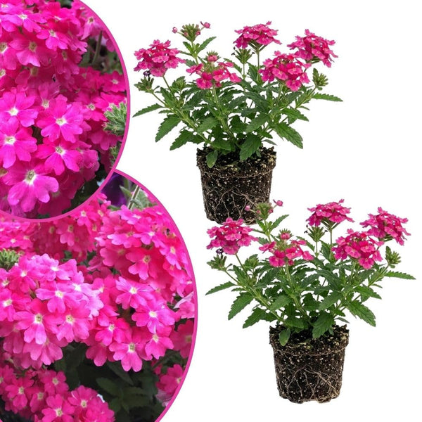 3 Pink Verbena Plants Live 4-7 Inch Tall
