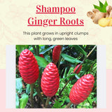 5 Red Ginger Live Roots, Culinary Herb Plant
