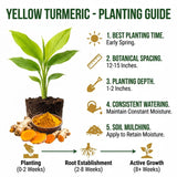 10 Yellow Turmeric Roots, Outdoor Garden Plant