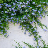 2 Blue Plumbago Live Plants, Flower Plant, 4-6 Inch Tall
