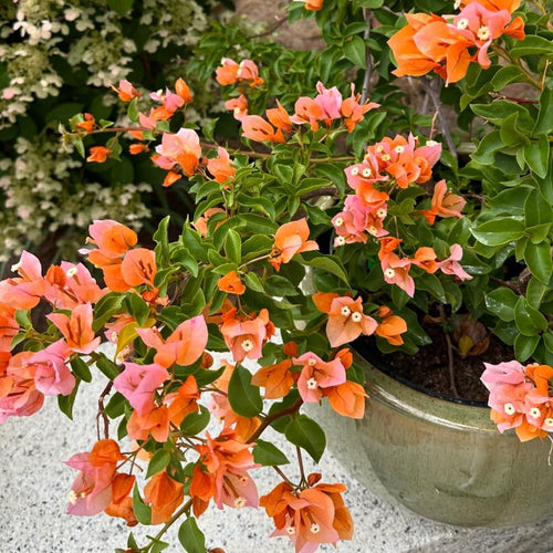 2 Orange Bougainvillea Live Plants, Patio Container Plant, 5-7 Inch Tall