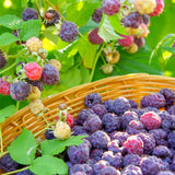 2 Purple Raspberry Live Plants, Indoor Outdoor Plant, 4-6 Inch Tall