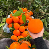 Navel Orange Tree Live Plant, Fragrant Citrus Blooms, Gallon Pot