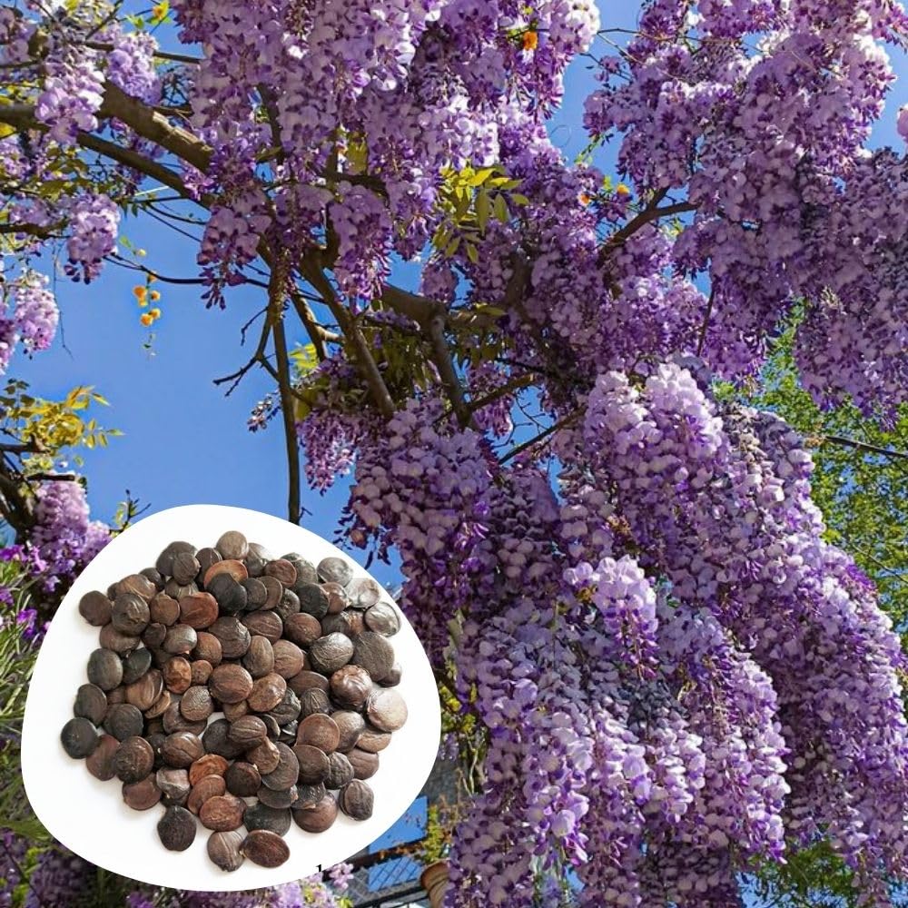 10 Purple Wisteria Seeds Climbing Flower Plant for Garden Yard and Outdoor Space