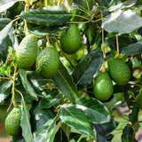 HASS Avocado Tree Live Plant, Landscape Fruit Tree, 5-7 Inch Tall
