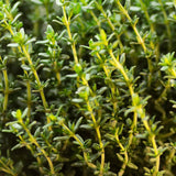 2 Thyme Live Plants, Home Garden Plant, 4-6 Inch Tall