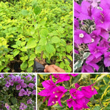 2 Blueberry Live Bougainvillea Plants, Starter Plant, 4-6 Inch Tall
