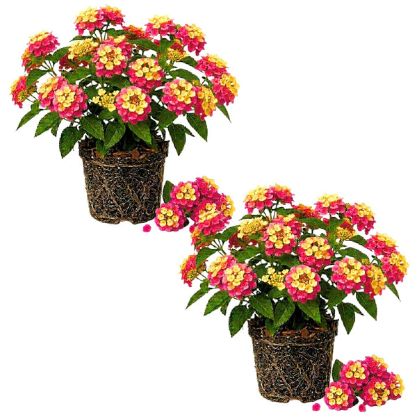 2 Ham and Eggs Lantana Live Plants, Lantana Flower Plant, 4-7 Inch Tall