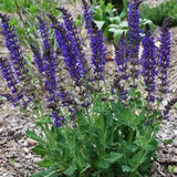 4 Dark Purple Sage Plants Live, Salvia Plants, Outdoor Garden Plant, 4-6 Inch Tall