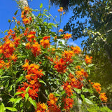 2 Mexican Flame Vine Live Plants, 4–7" Tall