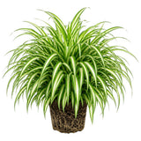 Variegated Spider Live Plant, Spider Indoor Houseplant, 4-6 Inch Tall