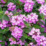 Set 2 Purple Lantana Live Plant 4-6 Inches Tall