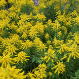 10 Yellow Live Goldenrod Plants, Hardy Flower Plant