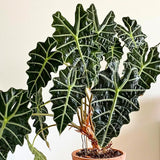 2 Black Green Alocasia Plants Live, Alocasia Houseplant, 2 Ft Tall