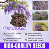 10 Purple Wisteria Seeds for Planting