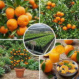 Orange Tree Live, Hardy Garden Plant, 1 Gallon Pot