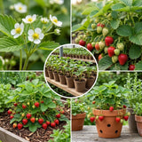 2 Sweet Strawberry Live Plants, Indoor Outdoor Plant, 4-6 Inch Tall