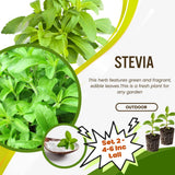 2 Live Stevia Plants, Outdoor Garden Plant, 4-6 Inch Tall