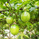 Yellow Live Passion Fruit Plant, Well-Rooted Starter Plant, 4-6 Inch Tall