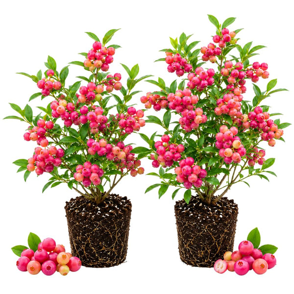 2 Pink Lemonade Blueberry Plants Live for Planting, 4-6 Inc Tall, Sweet Blueberry Bushes Live Plant, Fruit Tree, High Yielding, No Pot