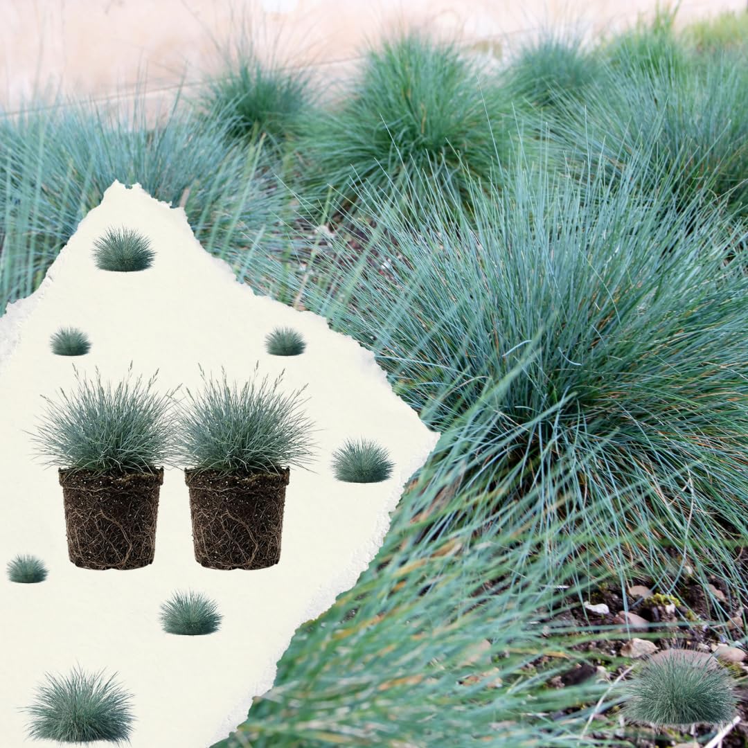 2 Ornamental Grass Plants Live, Well-Rooted Grass Plant, 4 Inch Pot