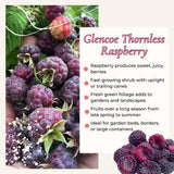 2 Purple Raspberry Live Plants, Indoor Outdoor Plant, 4-6 Inch Tall