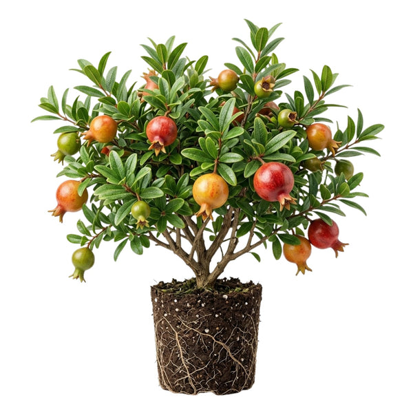 Sweet Pomegranate Live Plant, Indoor Outdoor Plant, 4-7 Inch Tall