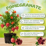 Sweet Pomegranate Tree Plant Live, Hardy Garden Plant, 4-6 Inch Tall