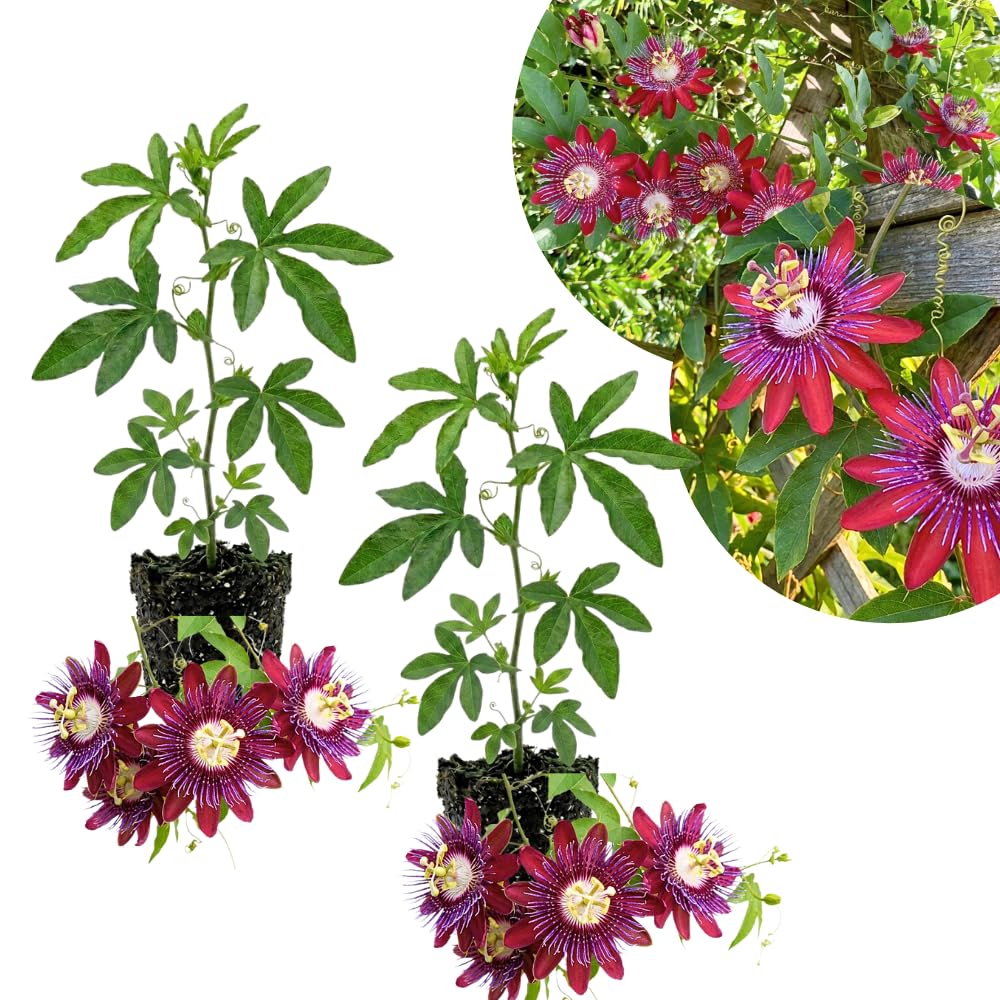 2 Red Passion Flower Plants, Passiflora Flower Plant, 4-6 Inch Tall
