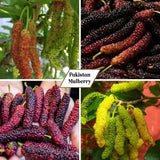 Pakistan Mulberry Fruit Plant Live 6-8 Inches Tall
