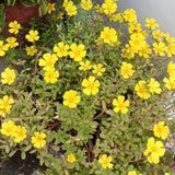 4 Yellow Portulaca Plants Live, Moss Rose Flower, Live Starter Plant, 4-7 Inch Tall