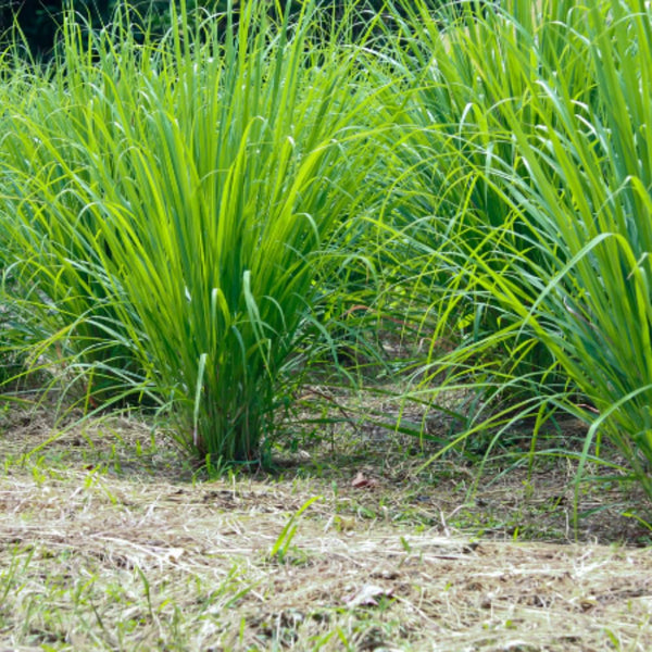 4 Lemongrass Plants Live, Herb Stalks Plant