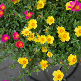 4 Yellow Portulaca Plants Live, Moss Rose Flower, Live Starter Plant, 4-7 Inch Tall