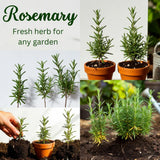 3 Blue Live Rosemary Plants, Live Starter Plant, 4-6 Inch Tall