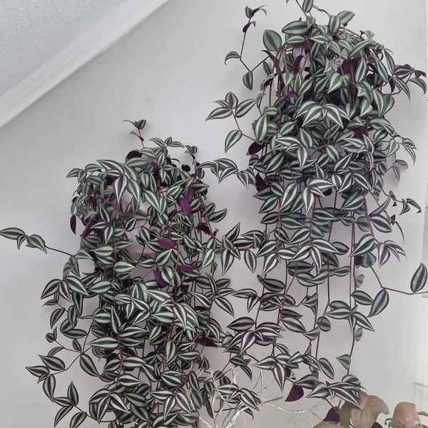 Variegated Live Wandering Jew Plant, Indoor Houseplant, 2 Inch Pot