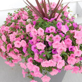 6 Dwarf Pink Mexican Petunia Live Plants, Live Starter Plant, 4-6 Inch Tall