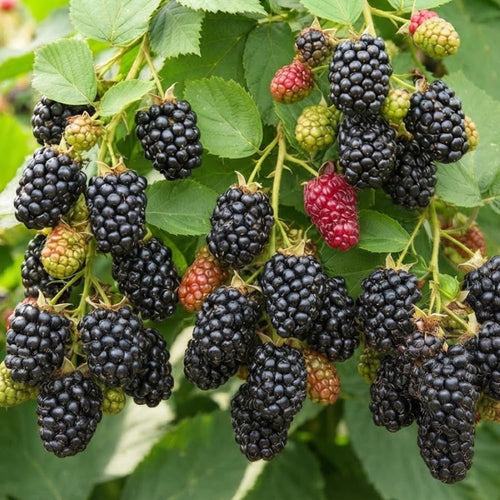2 Navaho BlackBerry Live Plants, Berry Fruit Bush, 4-6 Inch Tall