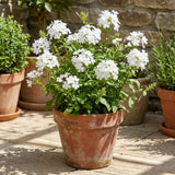 3 White Plumbago Live Plant, Flower Bush Vine Plant, 4-6 Inch Tall