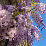 10 Purple Wisteria Seeds for Planting