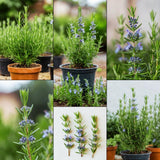 3 Blue Live Rosemary Plants, Live Starter Plant, 4-6 Inch Tall