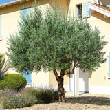 Arbequina Olive Tree Live Plant, 4-6 Inch Tall