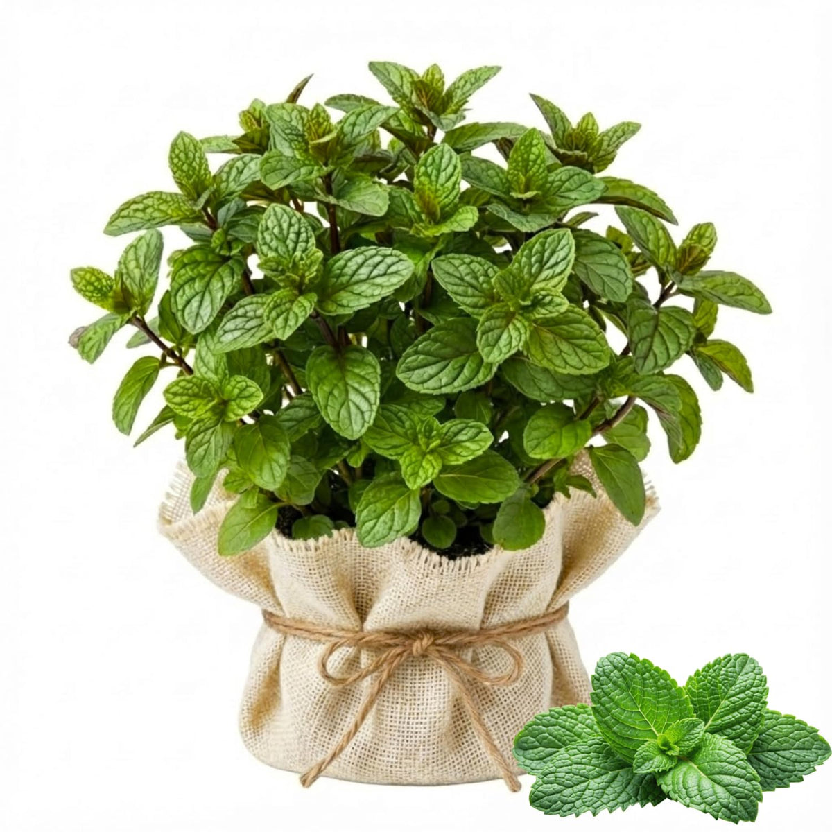 2 Lemon Mint Live Herb Plants, Fragrant Culinary Mint, 4-5 Inch Tall