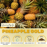 Elite Gold Pineapple Live Plant, Starter Plant, 4-7 Inch Tall