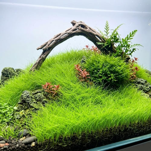 100 Aquarium Seeds Plants Live, Patio Container Plant