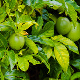 Yellow Passion Fruit Live Plant, Trellis Fruit Vine, 4-6 Inch Tall
