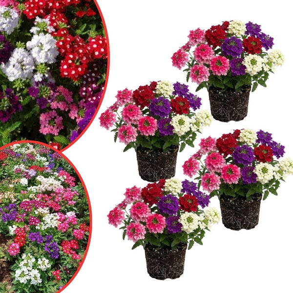4 Mix Verbena Plants Live 4-7 Inch Tall