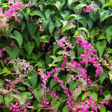 4 Pink Mexican Creeper Live Plants, Well-Rooted Flower Vine, 4-6 Inch Tall
