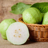 White Guava Tree Live Plant, Starter Fruit Plant